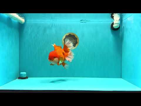 JUMBO A Grade Godzilla Red White Oranda Male 7 inches #031326OR_03