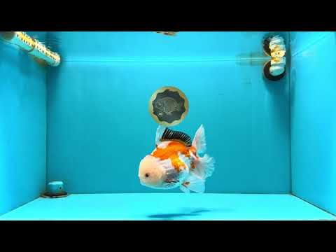 PUPPY A Grade Tricolor Oranda Female 7 inches #040326OR_07