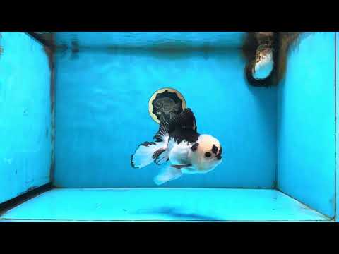 A Grade Panda Button Eyes Oranda Male 5-5.5 inches #091925OR_06