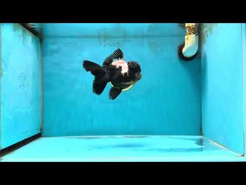 AAA Grade Onyx Panda Oranda Male 5 inches #041825OR_11