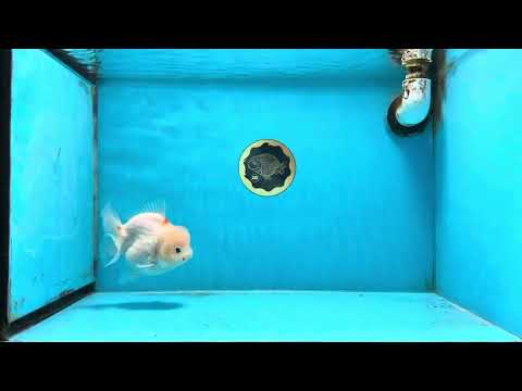 White Sakura Yuanbao Female 4.5 inches #101725YB_30