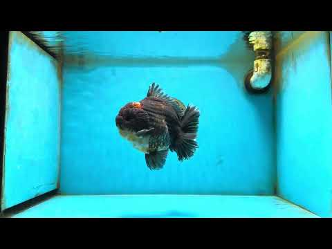 AAA Grade Godzilla Kirin Yuanbao Male 5.5 inches #082225YB_04