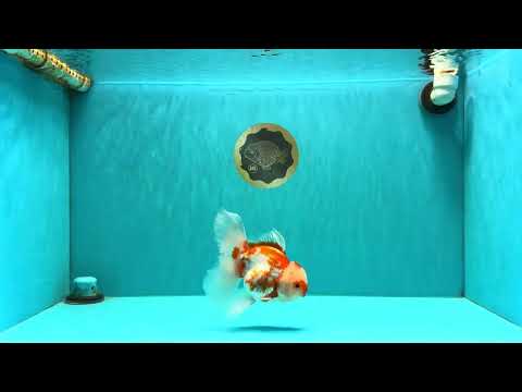 A Grade Red White Oranda Female 5.5 inches #061926OR_13