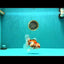 A Grade Red White Oranda Female 5.5 inches #061926OR_13