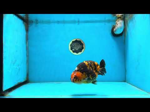 AAA Grade Calico Tiger Chinese Ranchu Male 5 inches #101025RC_19