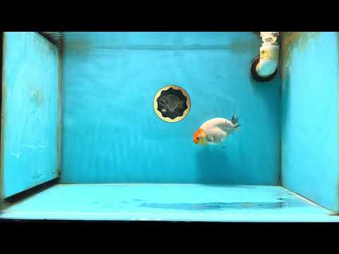 A Grade Sakura LionQueen 3.5-4 inches #051625LC_06