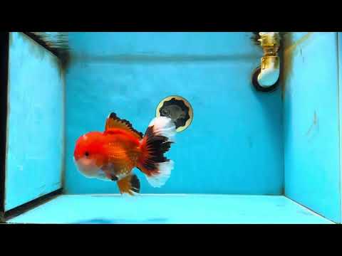 AAA Grade Apache Oranda Male 5.5-6 inches #080825OR_19