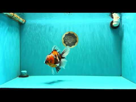 A Grade Beautiful Marble CalicoOranda Male 6-6.5 inches #061926OR_21