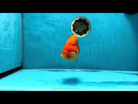 AAA Grade Red White LionQueen 4-4.5 inches #041125LC_11