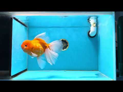 AAA Grade Jumbo Sakura Oranda Female 7.5 inches #013125OR_999