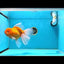 AAA Grade Jumbo Sakura Oranda Female 7.5 inches #013125OR_999