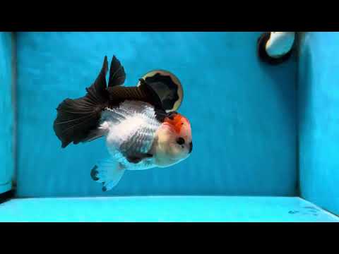 SUPER MARIO AAA Grade Tricolor Button Eyes Oranda Female 5.5 inches #042525OR_02