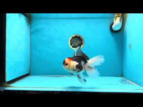 A Grade Tricolor Oranda Female 5 inches #080125OR_32