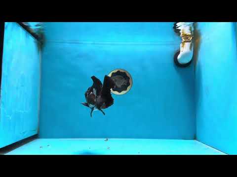 Pompom Panda Yuanbao Male 4.5 inches #072525YB_06