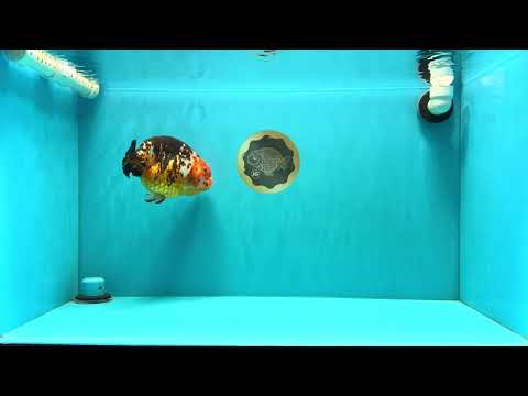 Jumbo Tricolor Chinese Ranchu Female 6.5 inches #032026RC_28