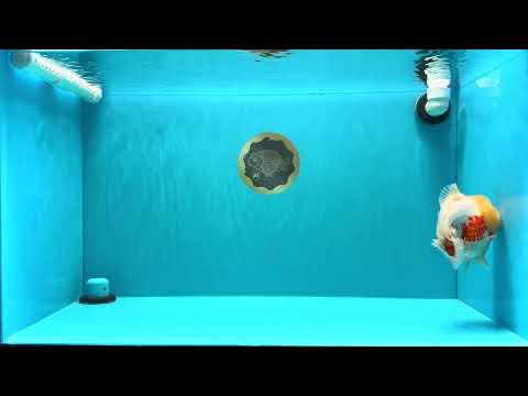 AAA Grade Godzilla Red White Lipstick Yuanbao Male 5.5 inches #030626YB_11