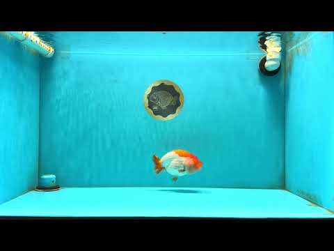 A Grade Red White LionQueen 4.5-5 inches #032726LC_19