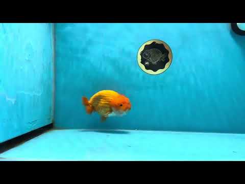 A Grade Orange LionKing 4.5 inches #022125LC_22