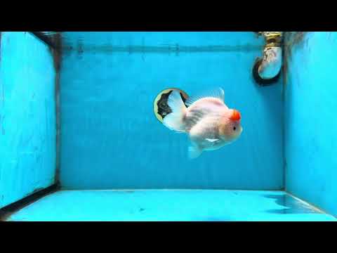 AAA Grade Tancho Sakura Yuanbao Male 4-4.5 inches #101025YB_31