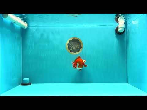 SUPER AAA Grade Red White Ryukin Male 4 inches #022726RK_16