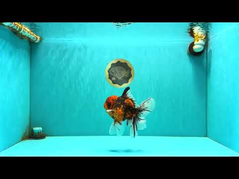 SPECIAL AAA Grade Tiger Oranda Male 6 inches #071726OR_31