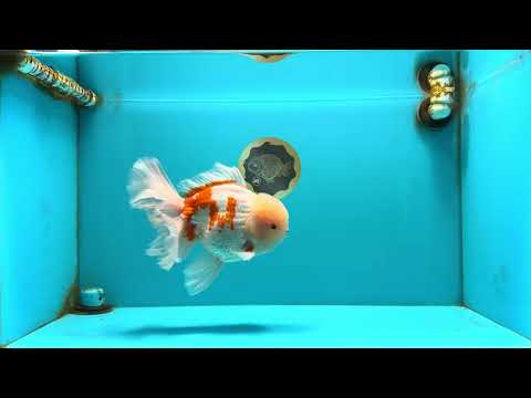 FLUFFY AAA Grade Jumbo Boradtail Red White Oranda Male 8.5 inches #072426OR_02
