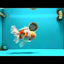 FLUFFY AAA Grade Jumbo Boradtail Red White Oranda Male 8.5 inches #072426OR_02