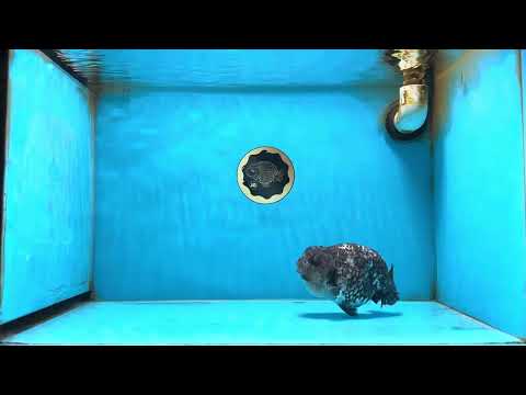 AAA Grade White Tiger LionQueen 5-5.5 inches #081525LC_04