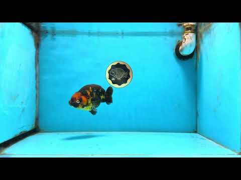 Tiger Chinese Ranchu Female 4.5-5 inches #101025RC_13