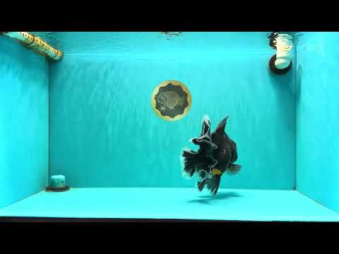 AAA Grade Jumbo Bloodline Kirin Oranda Male 7.5 inches #061926OR_05