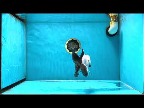 Little Cuite Panda Button Eyes Oranda Male 4-4.5 inches #032825OR_06