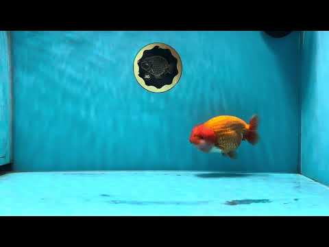 AAA Grade Cheese Puff Red White  LionKing 4-4.5 inches #020725LC_12