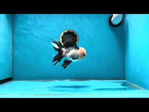 A Grade Panda Button Eyes Oranda Male 4.5 inches #013125OR_30