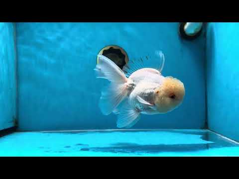 A Grade White Oranda Male 5.5-6 inches #060625OR_26