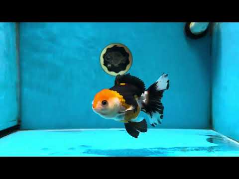 A Grade Tricolor Oranda Female 4.5-5 inches #050225OR_04