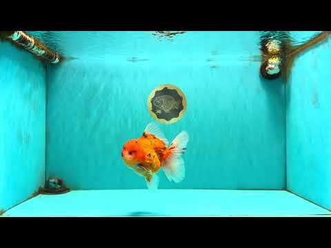 CHONKY AAA Grade Tiger Oranda Male 5-5.5 inches #082826OR_03