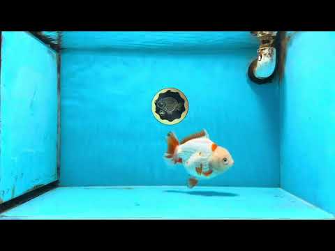 A Grade Red White Yuanbao Female 5 inches #103125YB_05