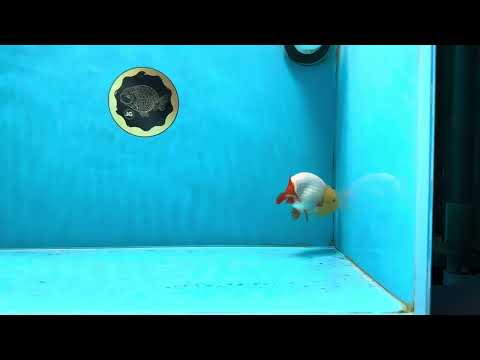 A Grade Lemonhead LionKing 3.5 inches #070425LC_06