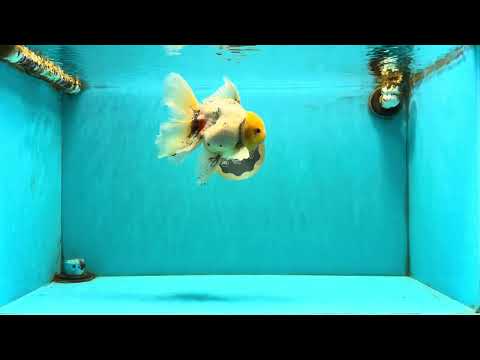 A Grade Marble Oranda Male 6.5 inches #080726OR_21