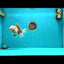 Marble Oranda Male 6.5 inches #050126OR_14