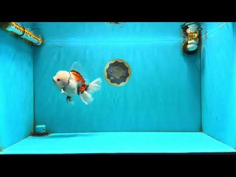 Marble Oranda Male 6.5 inches #050126OR_14