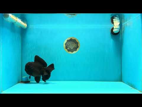 AAA Grade Godzilla Black Oranda Male 6.5 inches #032726OR_08