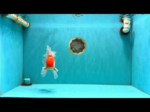 VISION A Grade Red White Oranda Male 6 inches #070626OR_08
