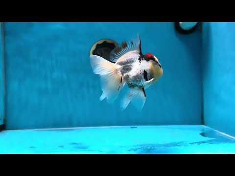 A Grade Tricolor Oranda Male 4.5 inches #032125OR_09