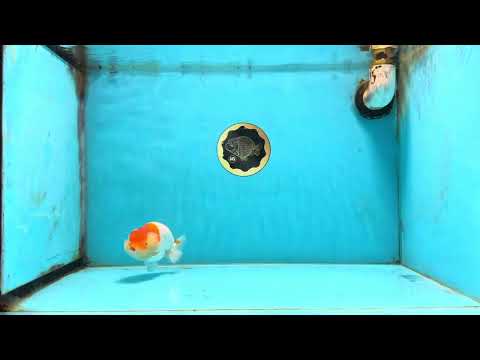 AAA Grade Young Red White Kohaku LionQueen 4 inches #101025LC_09