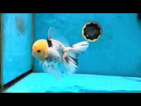 A Grade Panda Oranda Male 5 inches #052325OR_03