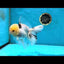A Grade Panda Oranda Male 5 inches #052325OR_03