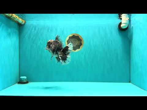 AAA Grade Super Special Marble Kirin Oranda Male 6 inches #061926OR_16