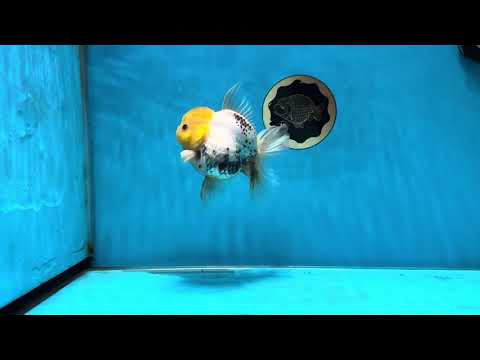 A Grade Lemonhead Oranda Male 5  inches #050925OR_43