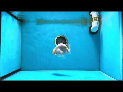 A Grade Marble LionKing Male 4.5-5 inches #070425LC_12